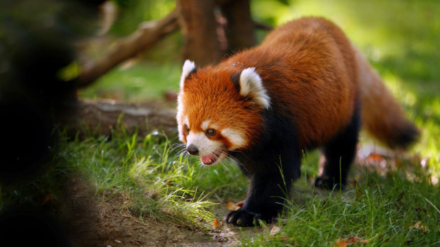 Red panda walking grassy field free wallpaper for desktop - medium preview image