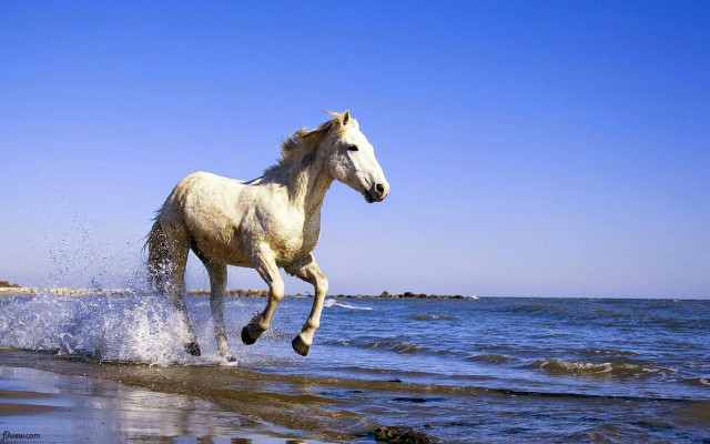 White horse running water beach #3 free wallpaper for desktop - medium preview image