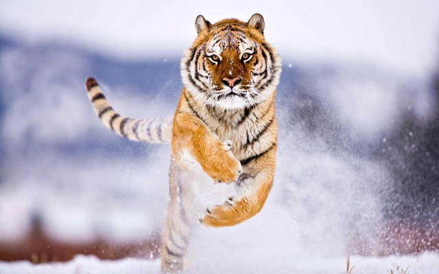 Tiger running snow wild paws #2 free wallpaper for desktop - medium preview image