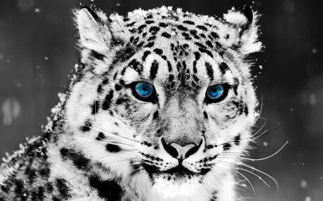 Snow leopard blue eyes snow #4 free wallpaper for desktop - medium preview image