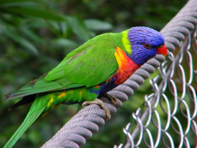 Colorful bird perched fence branch free wallpaper for desktop - medium preview image