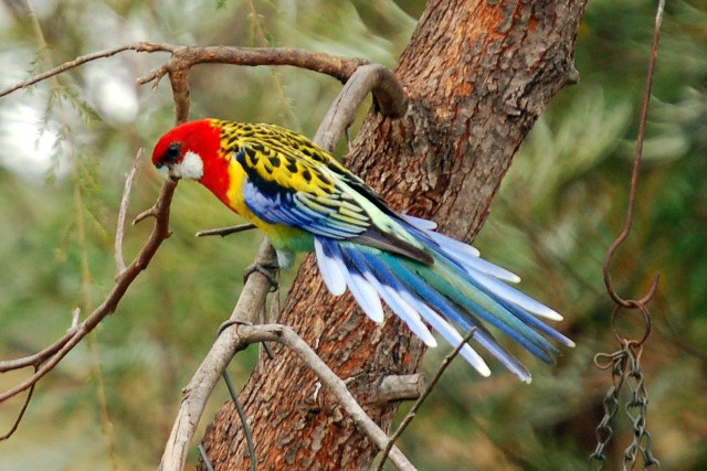 Colorful bird forest branch vibrant free wallpaper for desktop - medium preview image