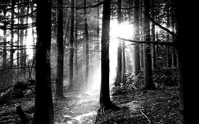 Black white forest sunbeams trees #2 free wallpaper for desktop - medium preview image