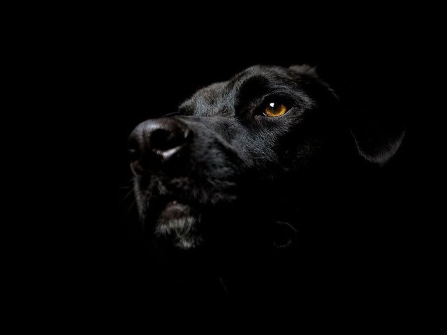 Black dog yellow eye looking #4 free wallpaper for desktop - medium preview image