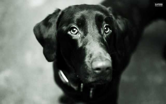 Black dog collar sad look free wallpaper for desktop - medium preview image
