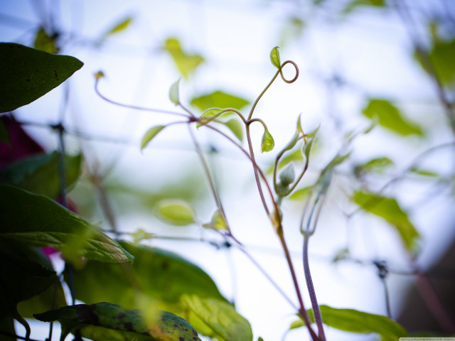 Green leaves sky clouds vines free wallpaper for desktop - medium preview image
