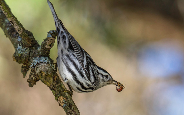 Bird eating berry tree branch free wallpaper for desktop - medium preview image
