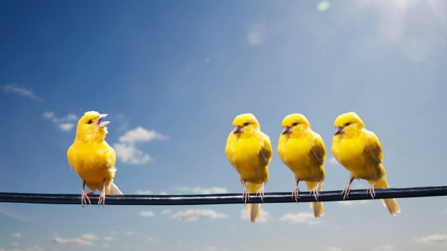 Yellow birds wire blue sky free wallpaper for desktop - medium preview image