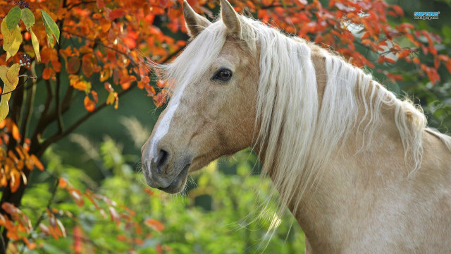 White horse red leaves green free wallpaper for desktop - medium preview image
