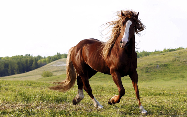 Horse running field trees sky #2 free wallpaper for desktop - medium preview image