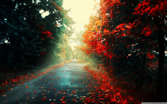 Road trees leaves sunbeam background free wallpaper for desktop - medium preview image