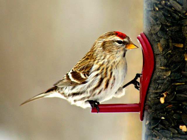 Bird feeder bird window sill free wallpaper for desktop - medium preview image