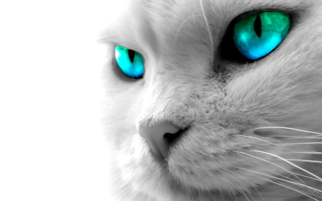 White cat blue eyes black #5 free wallpaper for desktop - medium preview image