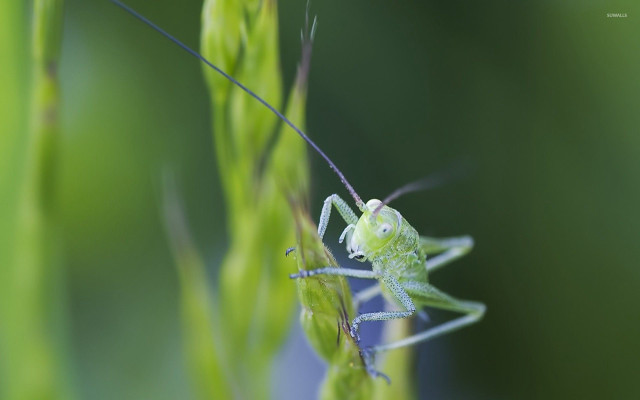 Green grasshopper stalk blurry background free wallpaper for desktop - medium preview image
