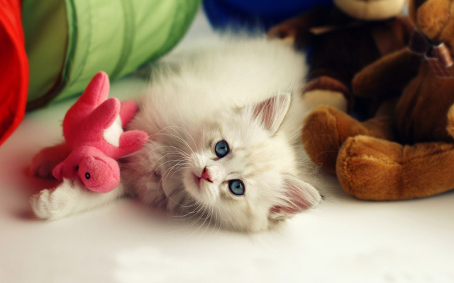 Kitten stuffed animal table bear free wallpaper for desktop - medium preview image