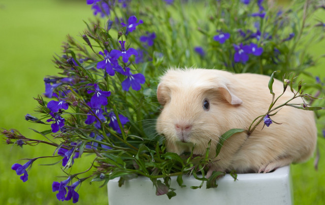 Small rodent flower pot purple free wallpaper for desktop - medium preview image