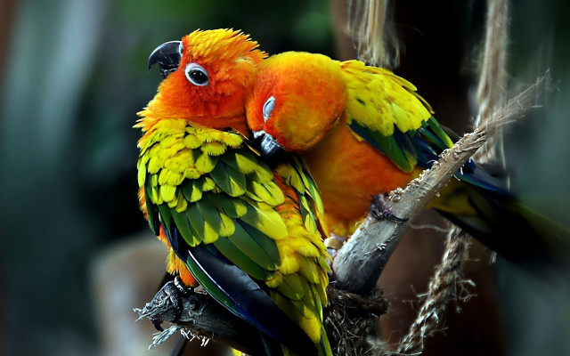 Colorful birds branch blurry background free wallpaper for desktop - medium preview image