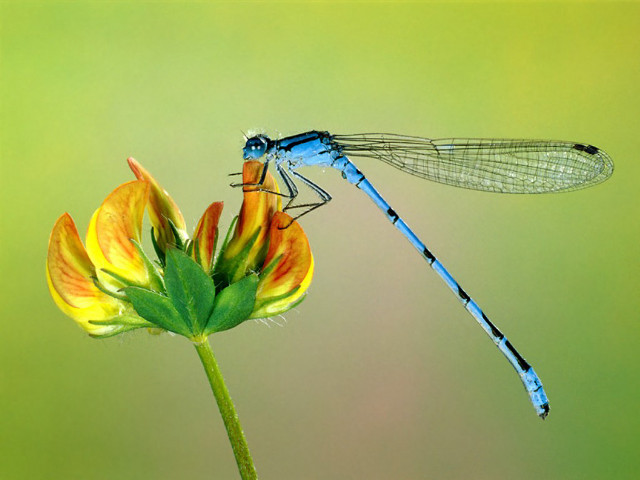 Blue dragonfly yellow flower green free wallpaper for desktop - medium preview image