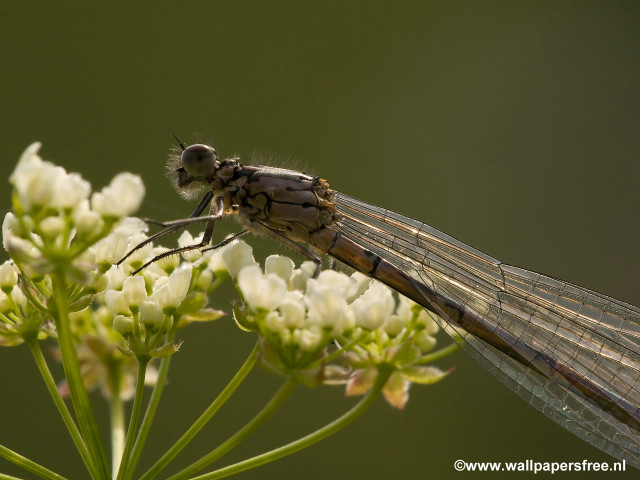 Dragonfly flower wings spread out free wallpaper for desktop - medium preview image