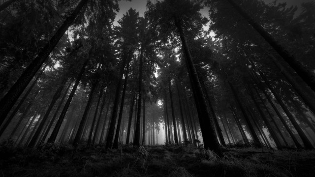 Black white forest tall trees #4 free wallpaper for desktop - medium preview image