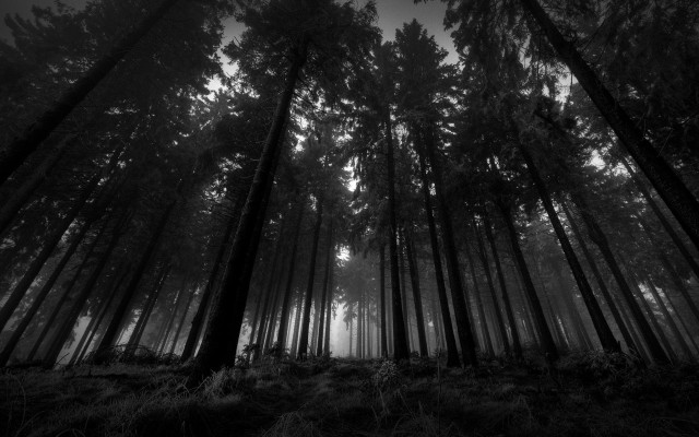 Black white forest tall trees #5 free wallpaper for desktop - medium preview image