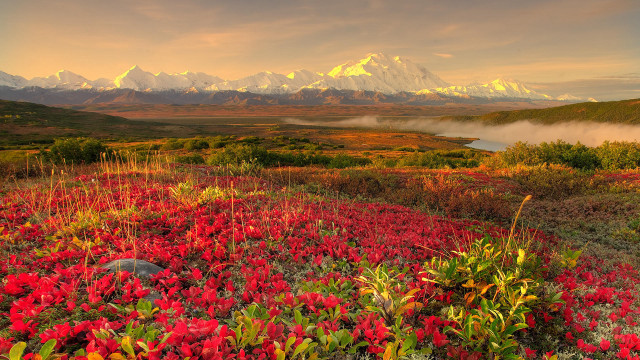 Red flowers mountains clouds autumn free wallpaper for desktop - medium preview image