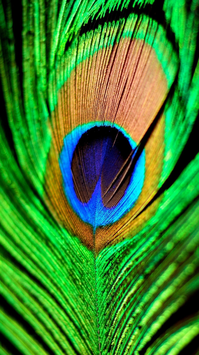 Peacock feathers closeup bright colors #2 free wallpaper for mobile - medium preview image