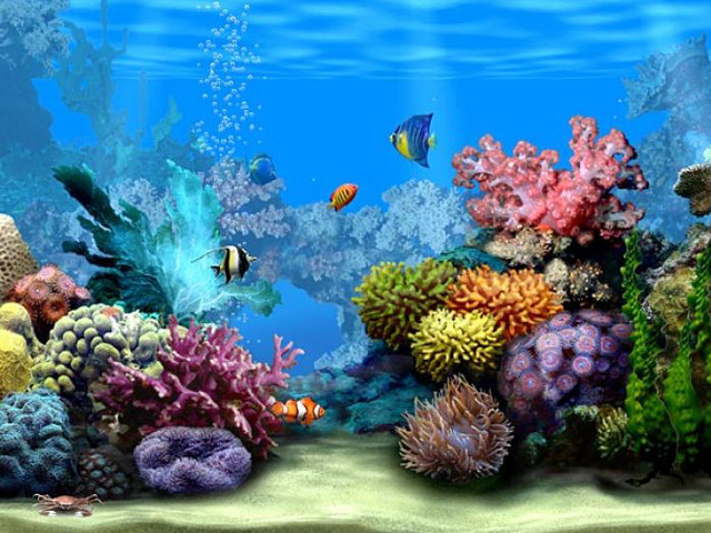 Colorful coral reef fish marine free wallpaper for desktop - medium preview image