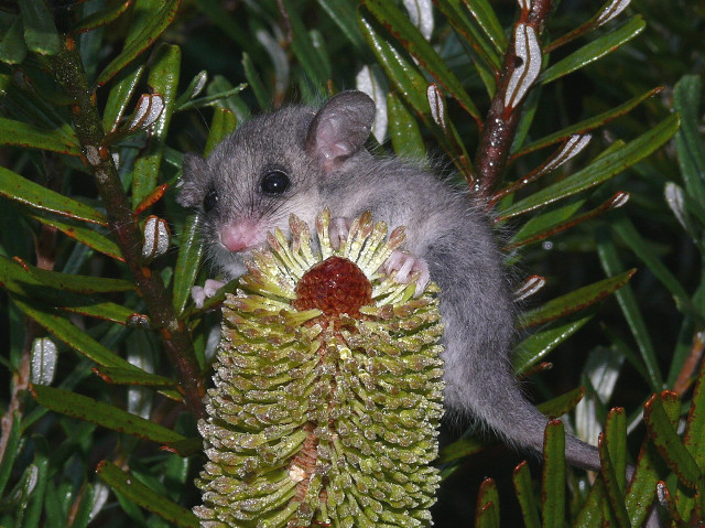 Small animal pine cone tree free wallpaper for desktop - medium preview image