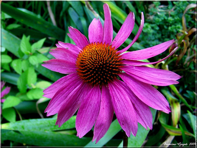 Purple flower red center green free wallpaper for desktop - medium preview image