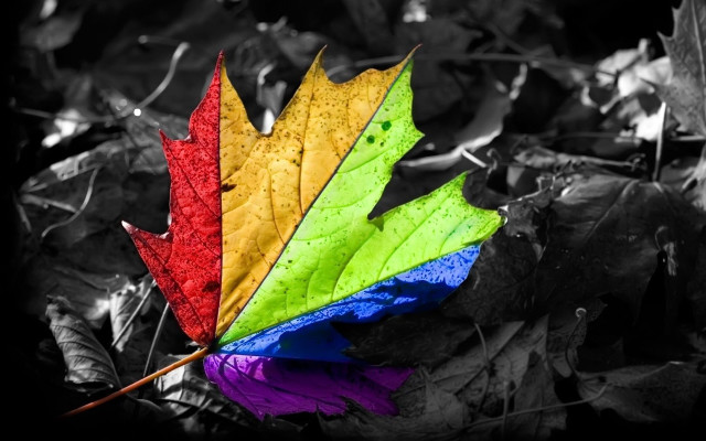 Colorful leaf ground dark nature free wallpaper for desktop - medium preview image