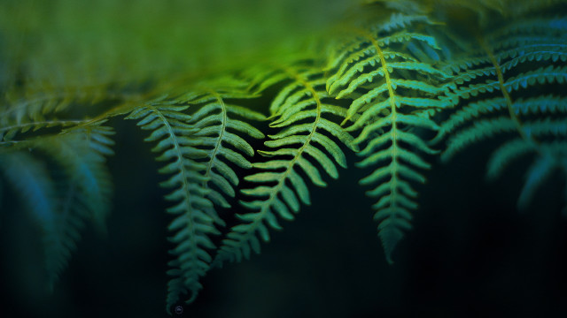 Fern closeup blurry background green free wallpaper for desktop - medium preview image