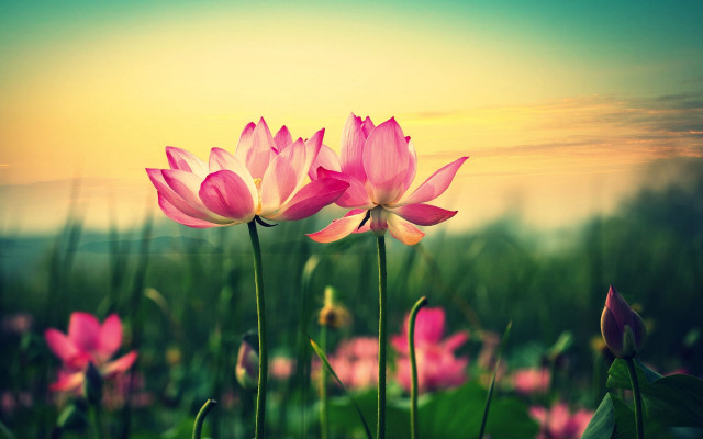 Pink flowers sunset sky clouds free wallpaper for desktop - medium preview image