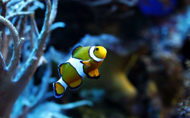 Clown fish aquarium corals sea free wallpaper for desktop - medium preview image