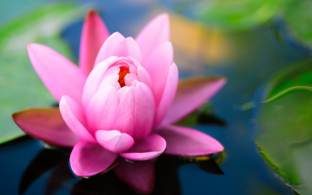 Pink flower floating pond lily #6 free wallpaper for desktop - medium preview image