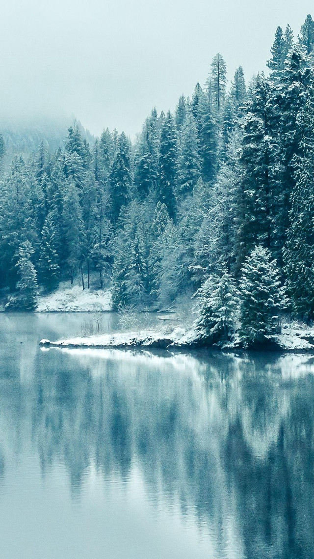 Lake trees snow forest fog free wallpaper for mobile - medium preview image