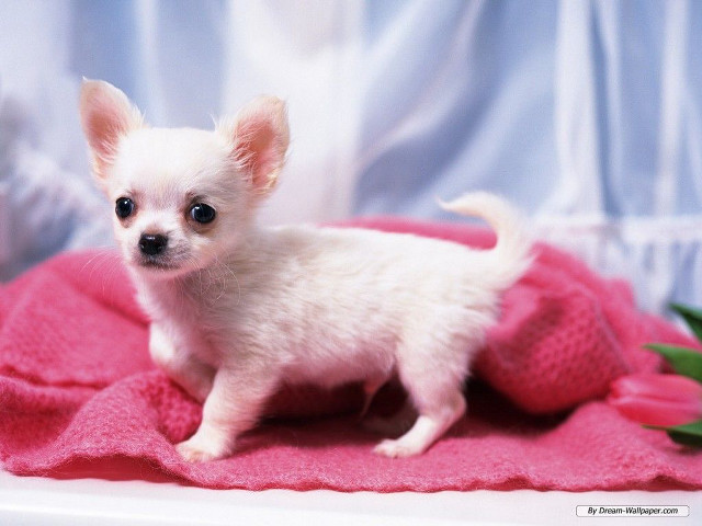 White chihuahua puppy flower blurry free wallpaper for desktop - medium preview image