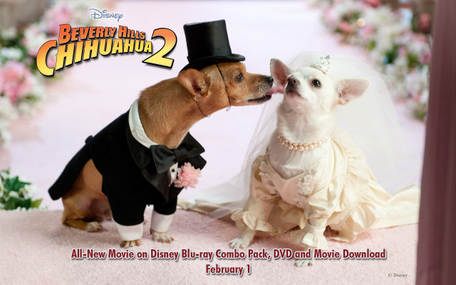 Dog wedding dress tuxedo kiss free wallpaper for desktop - medium preview image
