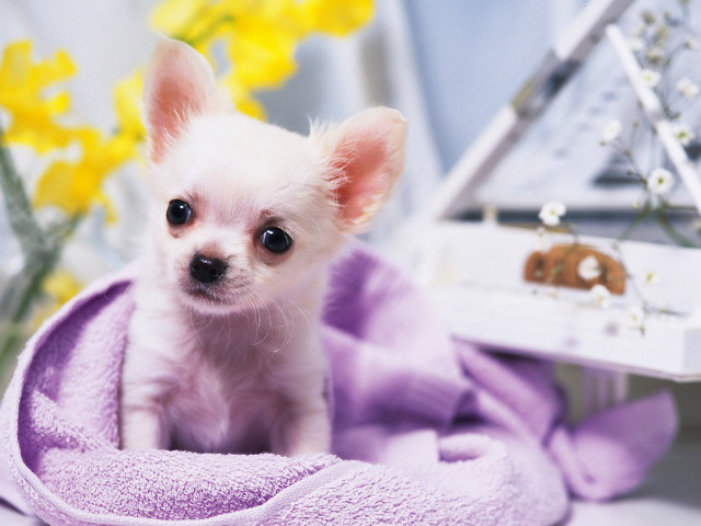 Small white dog purple towel free wallpaper for desktop - medium preview image