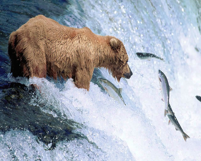 Bear waterfall fish mouth bear free wallpaper for desktop - medium preview image