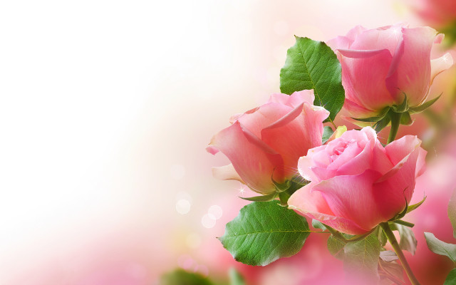 Pink rose green leaves white free wallpaper for desktop - medium preview image