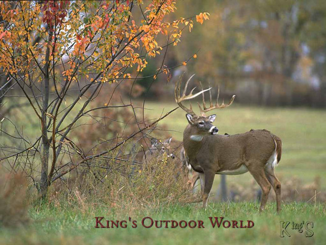 Deer field tree crown kings free wallpaper for desktop - medium preview image
