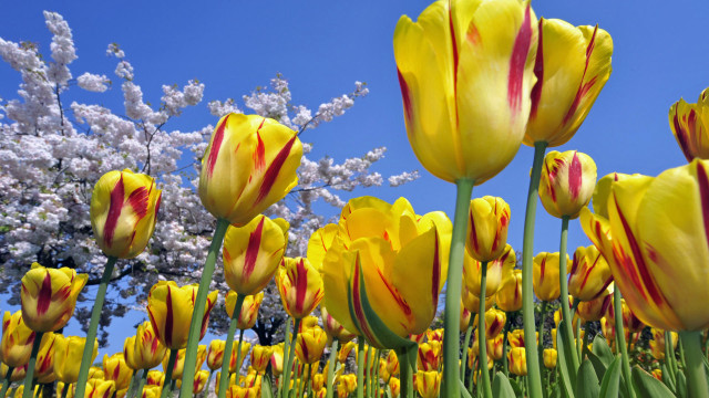 Yellow red tulips blue sky free wallpaper for desktop - medium preview image