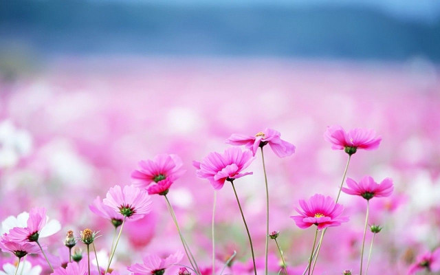 Pink flowers field sky background free wallpaper for desktop - medium preview image