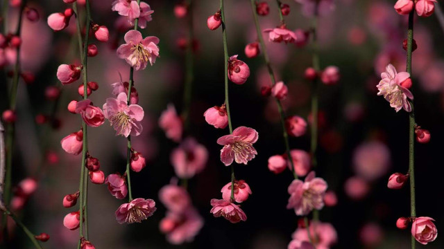 Pink flowers hanging tree branch #3 free wallpaper for desktop - medium preview image