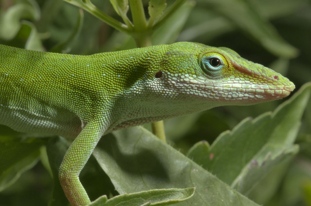 Green lizard leafy plant blue free wallpaper for desktop - medium preview image