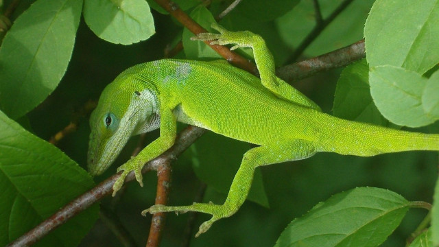 Green lizard sitting branch tree free wallpaper for desktop - medium preview image