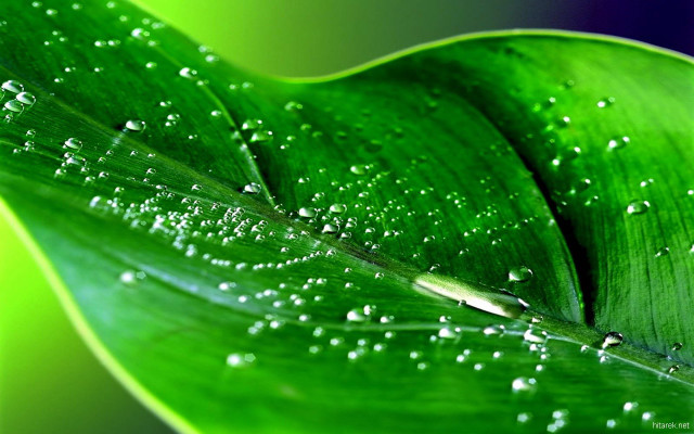 Green leaf water droplets blue #3 free wallpaper for desktop - medium preview image