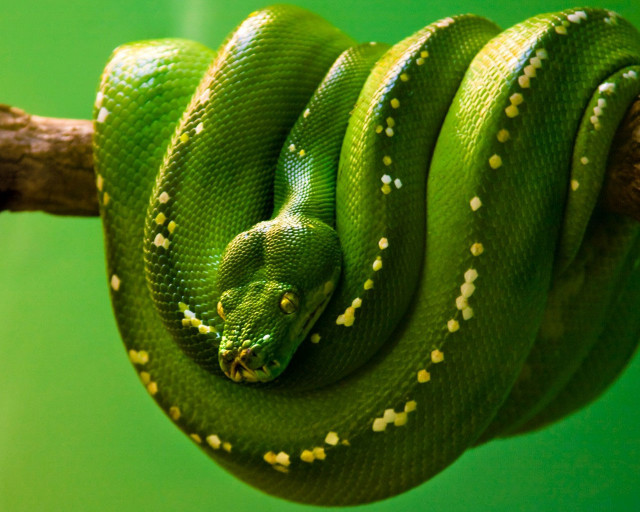 Green snake curled branch head #3 free wallpaper for desktop - medium preview image