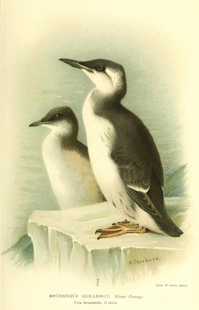 Two birds ice water sitting free wallpaper for mobile - medium preview image